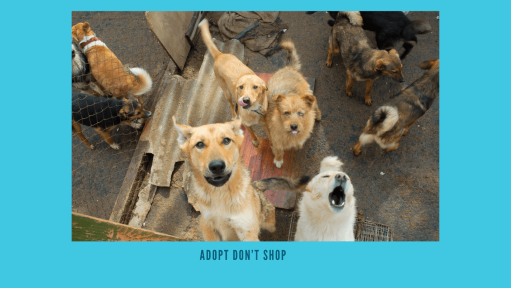 Compassion in Action – Helping Stray Animals Find a&nbsp;Home